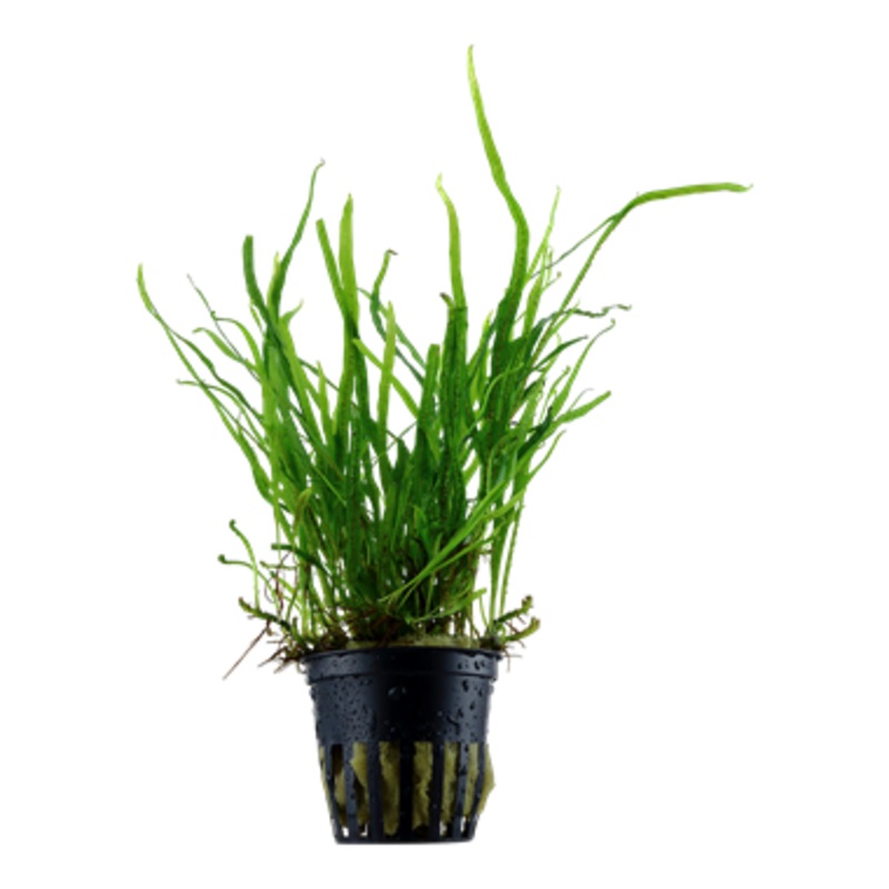 Tropica Microsorum Pteropus ‘Trident’
