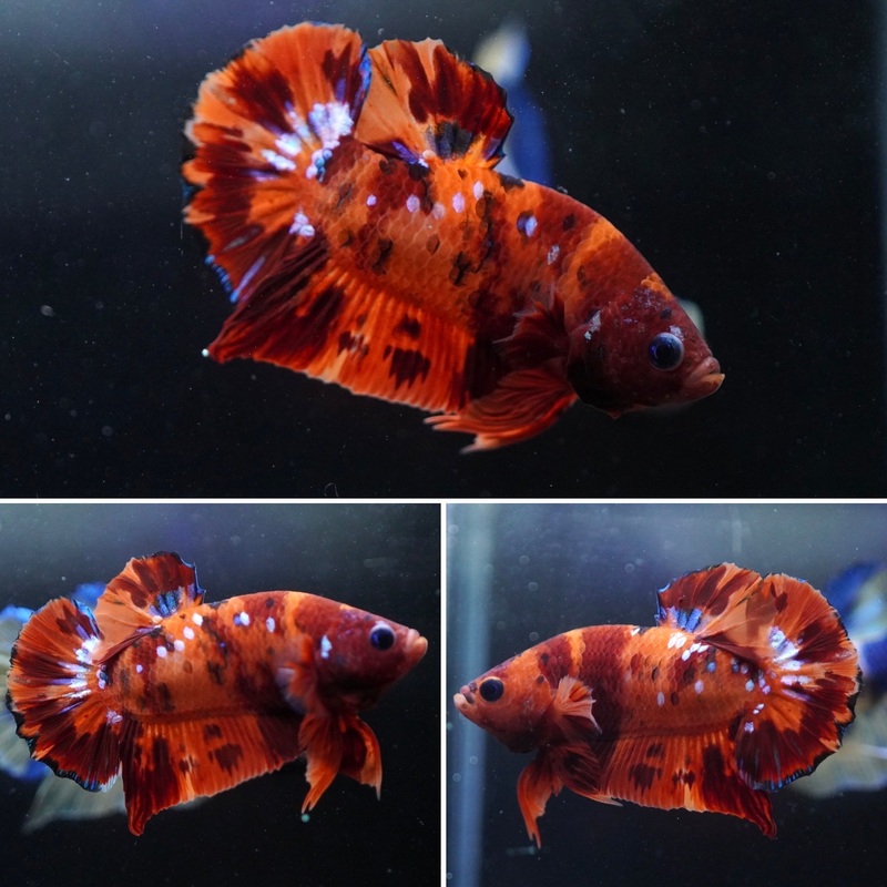 #1 (New Arrival) Candy Tiger Nemo Koi Male Plakat Betta Fish – High Quality Live Aquarium Male Betta Fish