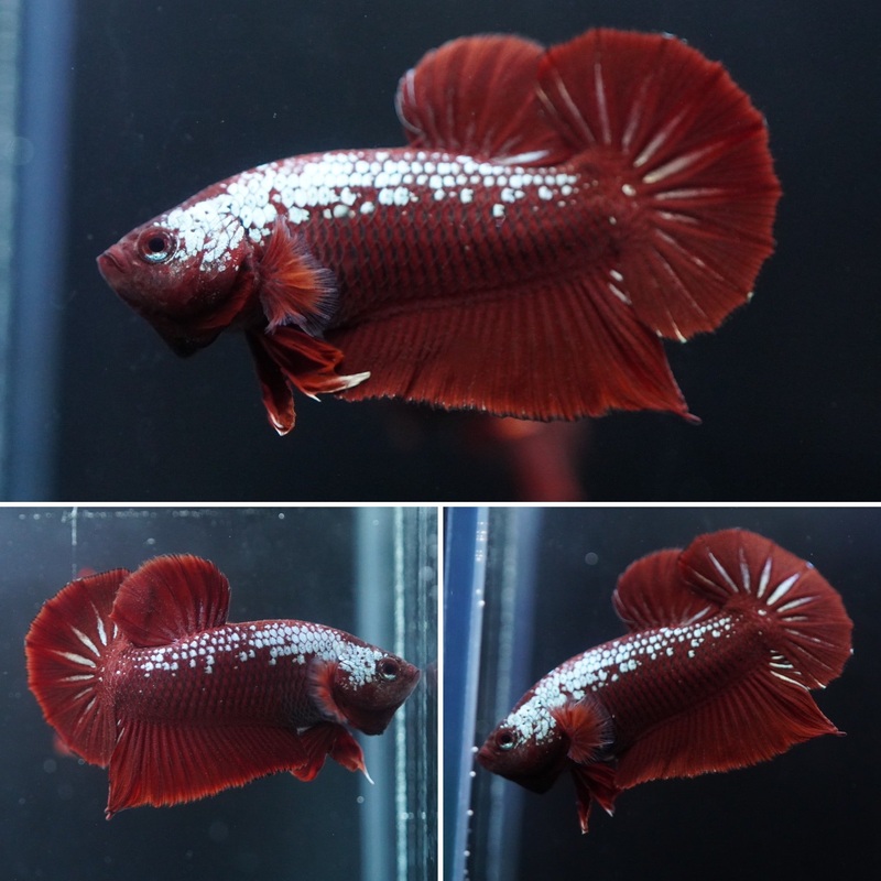 #19 (New Arrival) Rare Red Mamba Samurai Male Plakat Betta Fish – High Quality Live Aquarium Male Betta Fish