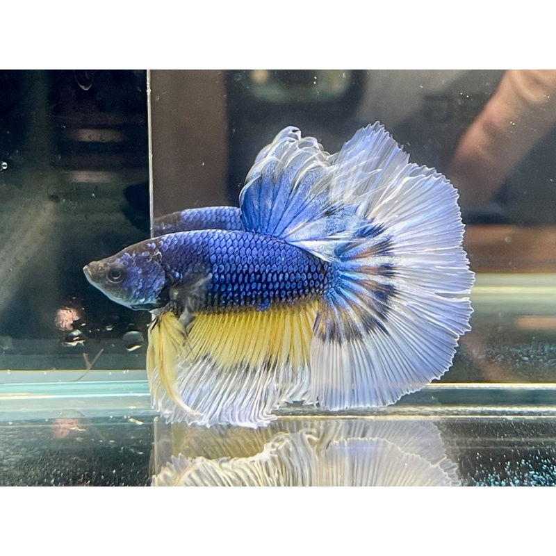 * Betta * Blue Dragon Butterfly HM #HM17 (Actual Fish)