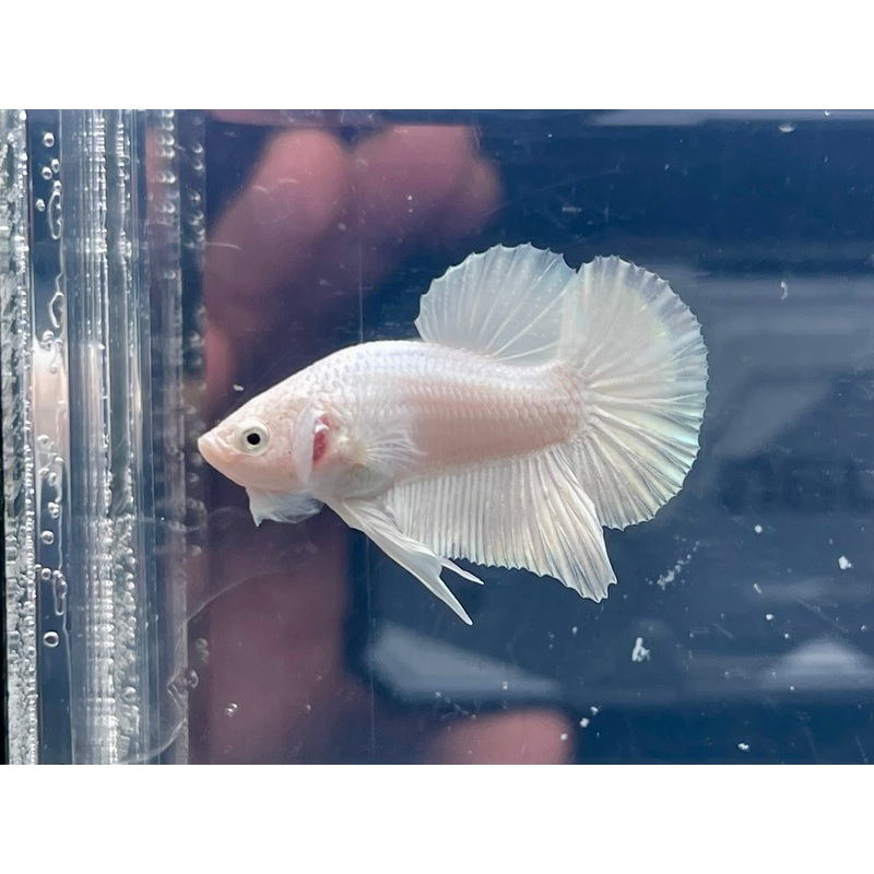 * Betta * Platinum White HMPK #P87 (Actual Fish)