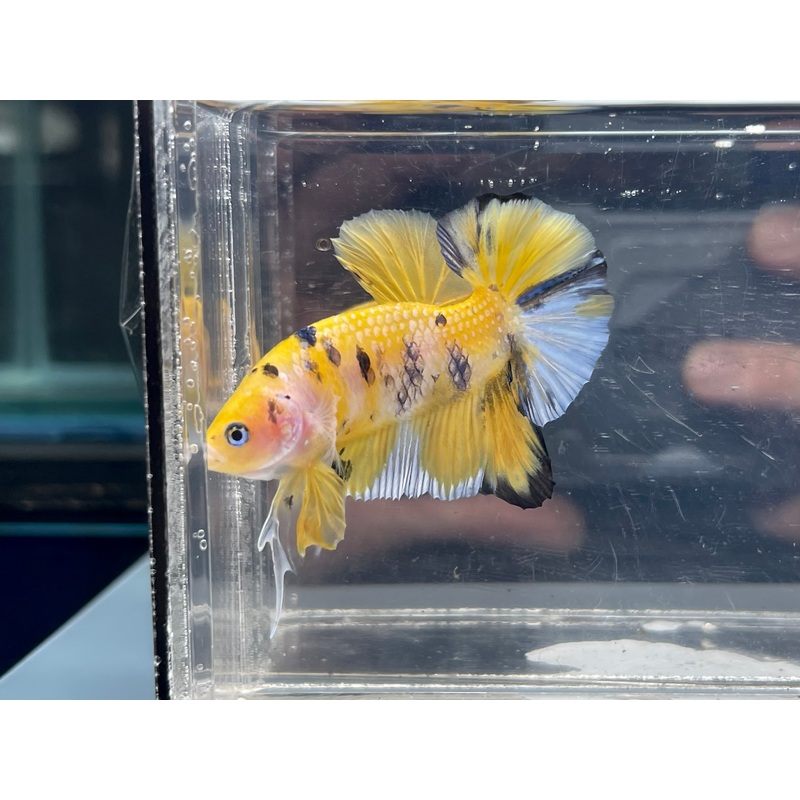 * Betta * Yellow Fancy Giant HMPK (Actual Fish) #G10