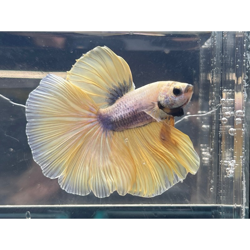 * Betta * Yellow Grizzle HM #HM24 (Actual Fish)