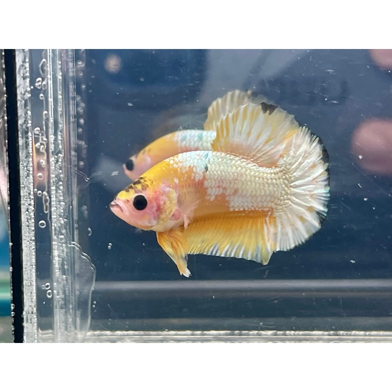 * Betta * Yellow Hellboy HMPK #P91 (Actual Fish)