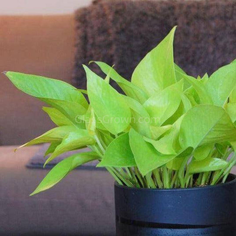 ‘Neon’ Pothos Rooted Stems or Pots Single Bare-Root Stem