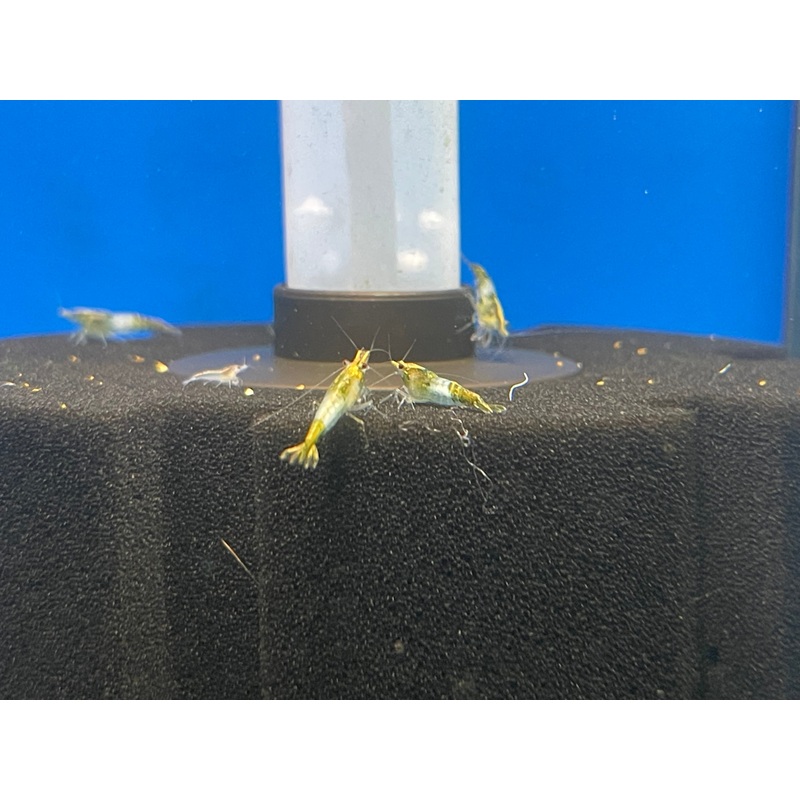 * Shrimps * Green Rili Shrimps (10 pieces)