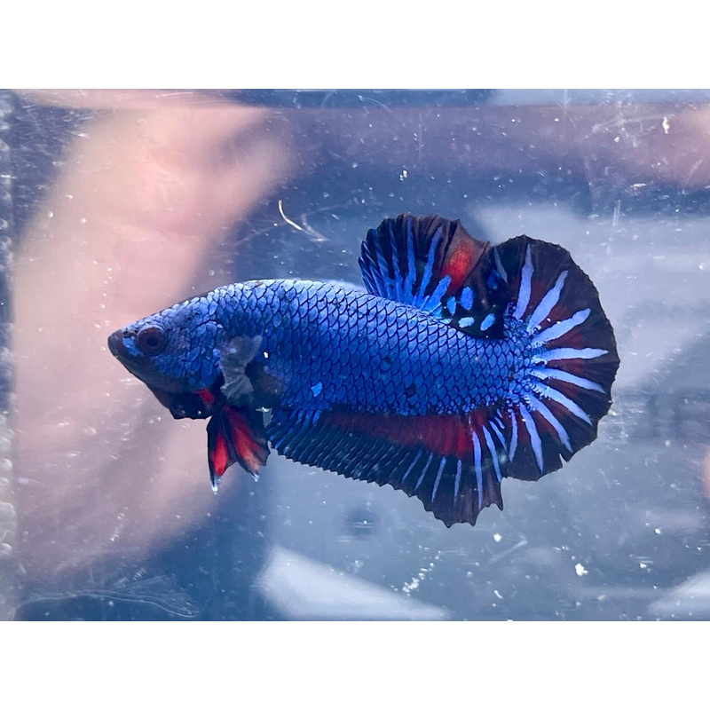 * Betta * Alien Hybrid HMPK #P83 (Actual Fish)