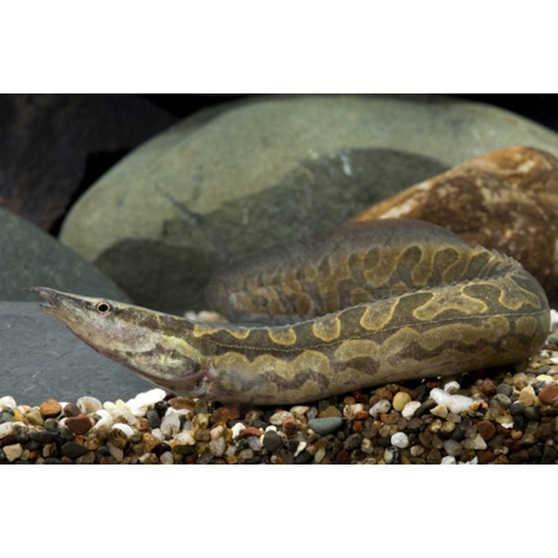 Tyre track eel