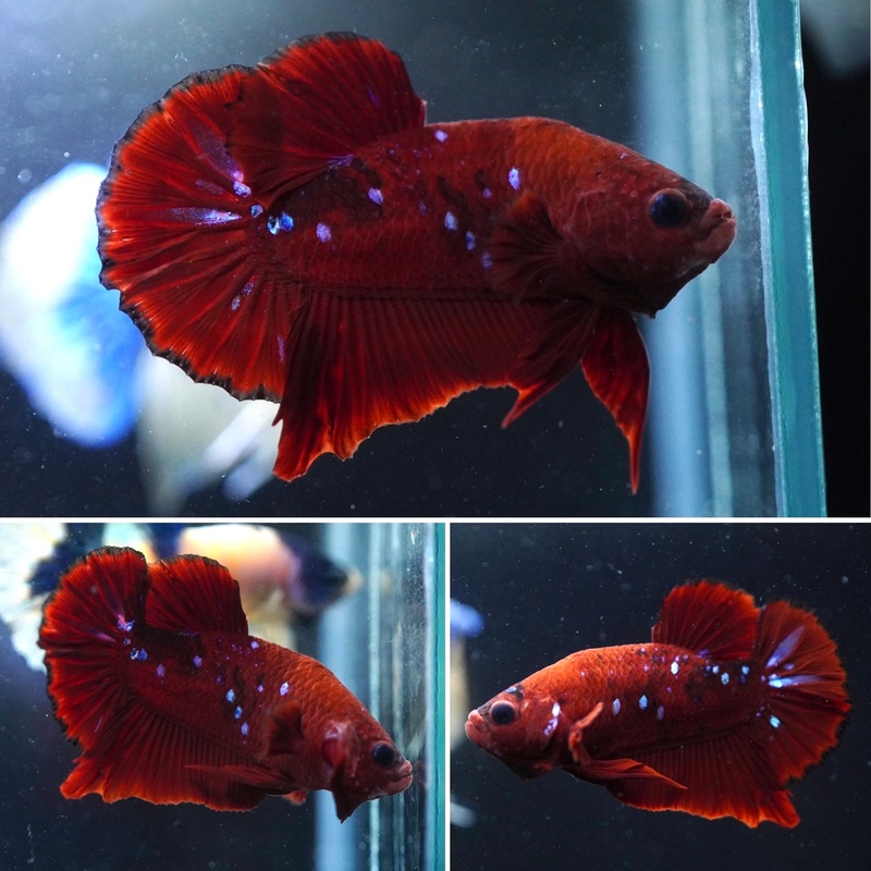 #3 (New Arrival) Red Tiger Nemo Koi Male Plakat Betta Fish – High Quality Live Aquarium Male Betta Fish