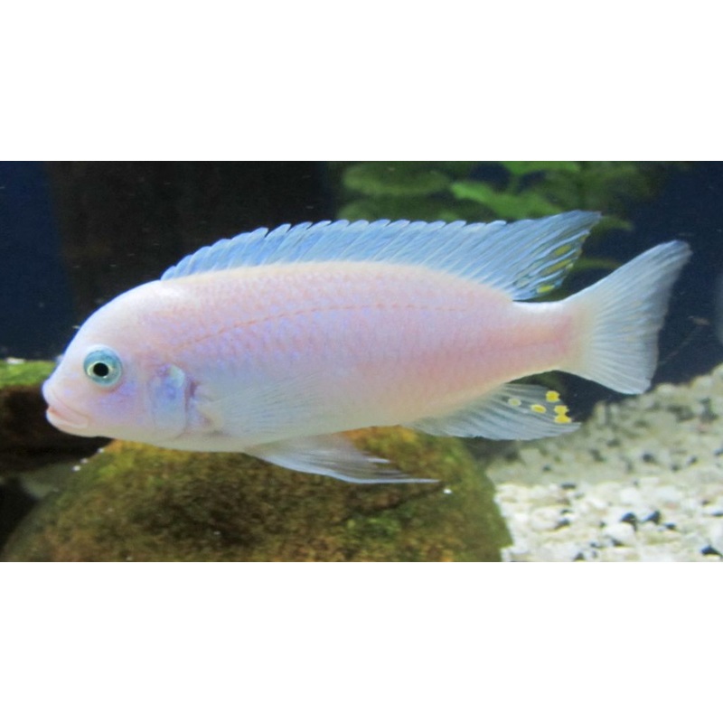 Albino Cobalt Zebra Cichlid (Metriaclima callainos var. albino)