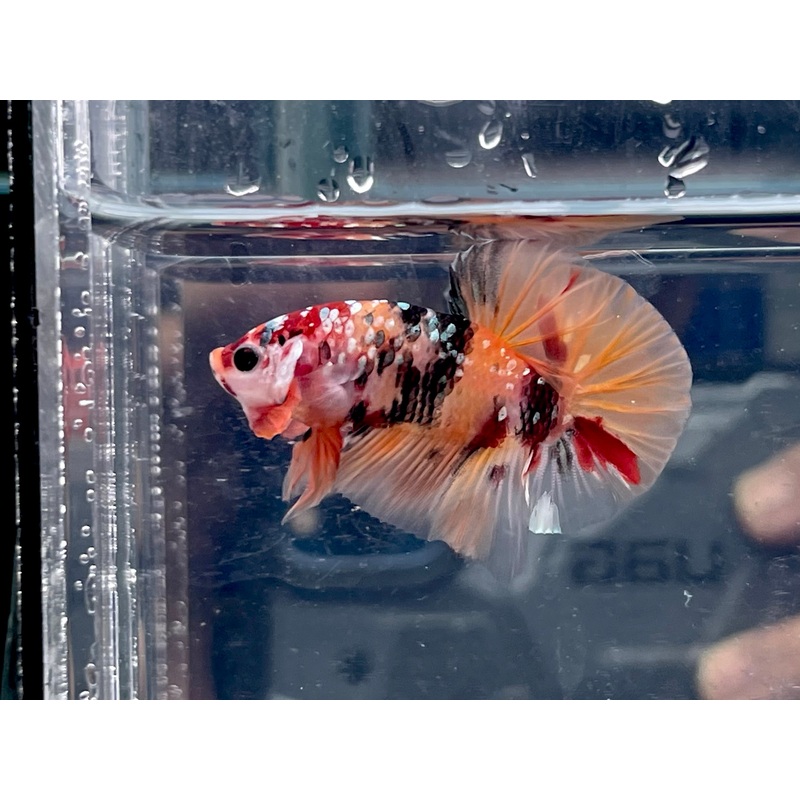 * Betta * Fancy HMPK (Actual Fish) #B15