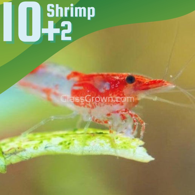 Ten+ Red Rili Dwarf Shrimp