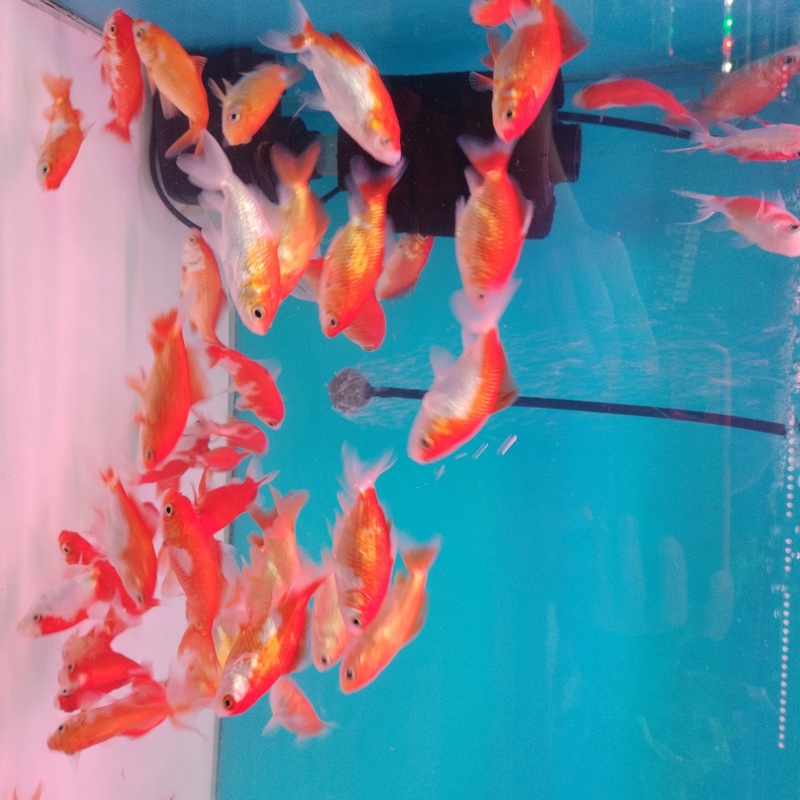 Wakin Goldfish ( 3 inches)