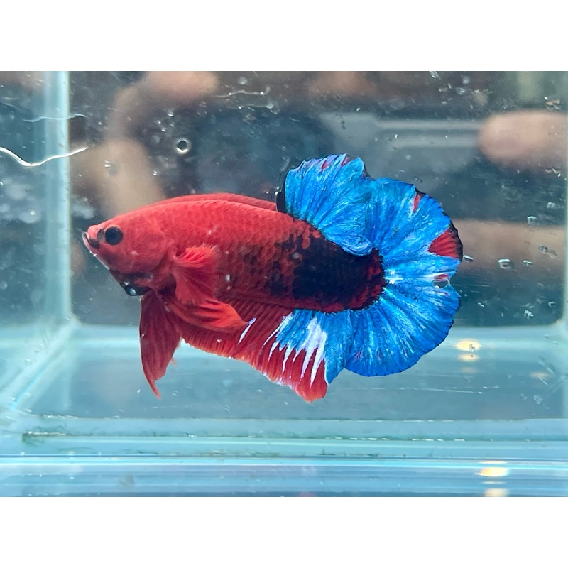 * Betta * Hellboy HMPK #HB10 (Actual Fish)
