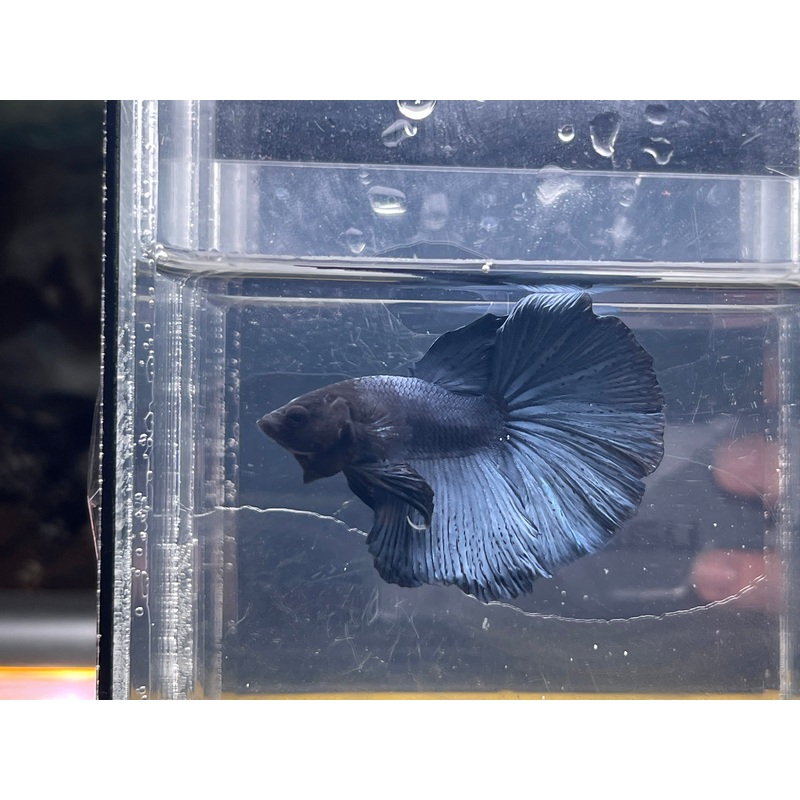 * Betta * Steel Blue HM #HM58 (Actual Fish)