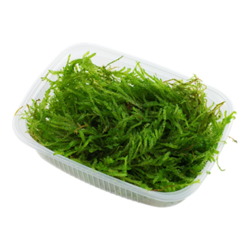 Tropica Vesicularia ferriei ‘Weeping’ Portion