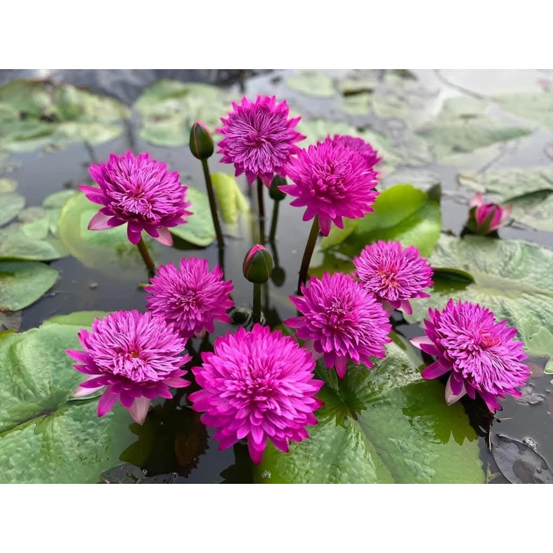 Tropical waterlily flower plant (365 days bloomer)