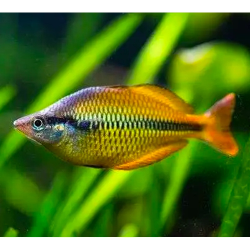 Yellow Rainbowfish (Melanotaenia Herbertaxelrodi)