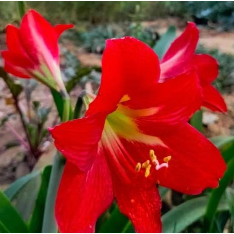 Amaryllis Lily Red Color (single plant)