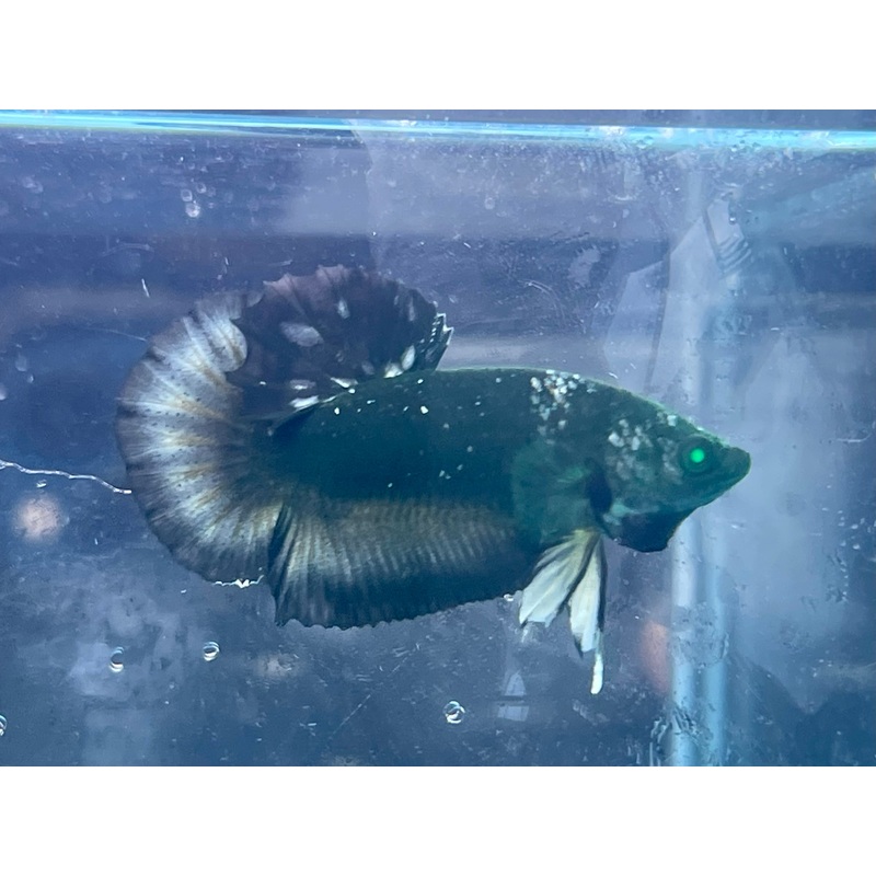 * Betta * HULK HMPK #HU34 (Actual Fish)