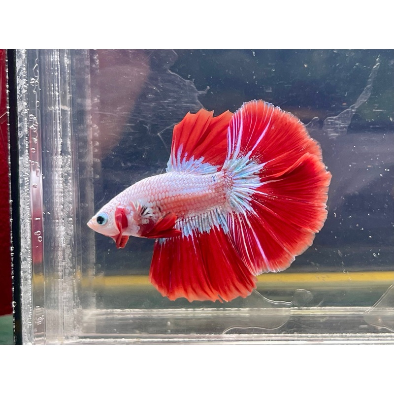 * Betta * Red Dragon HM #HM55 (Actual Fish)
