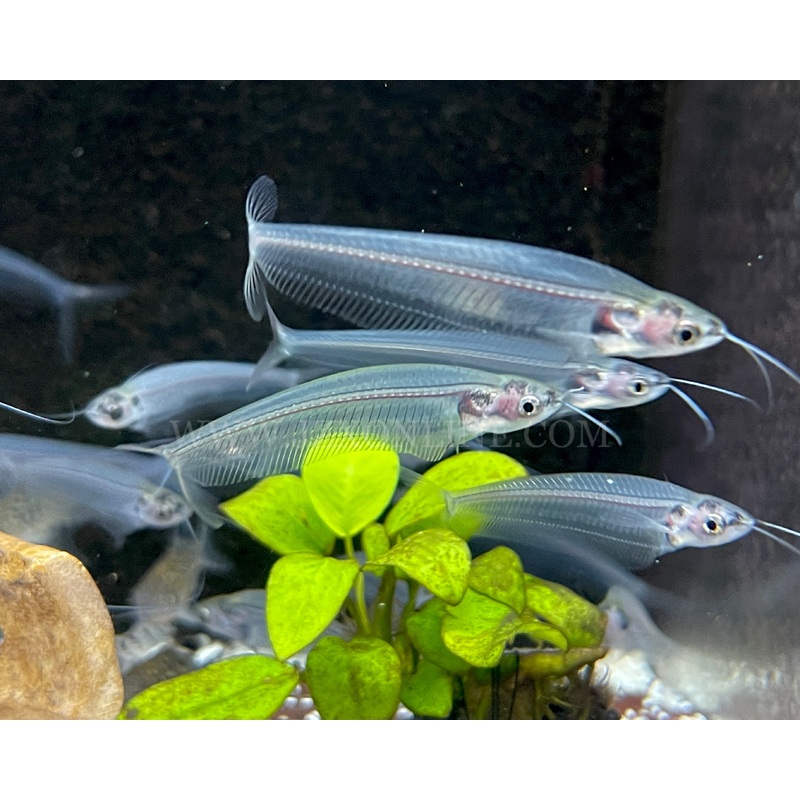 * Catfish * Glass Catfish 4-6cm (10 pieces)