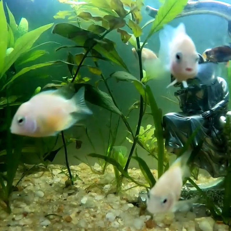 White Parrot Cichlid 1-2″ Single (1)