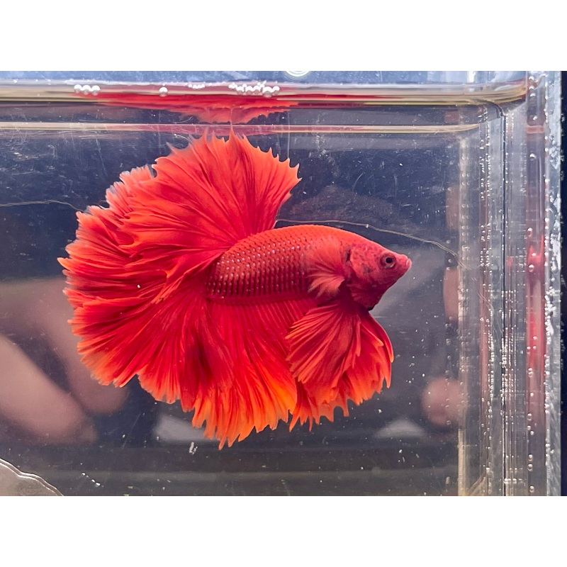 * Betta * Red HM #HM62 (Actual Fish)