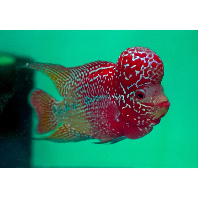 #1 Two Tones Dragon Flowerhorn