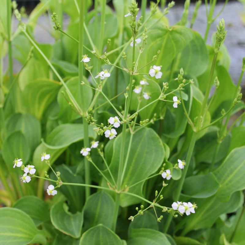 Alisma Parviflorum American Water Plantain 9cm (3pk)