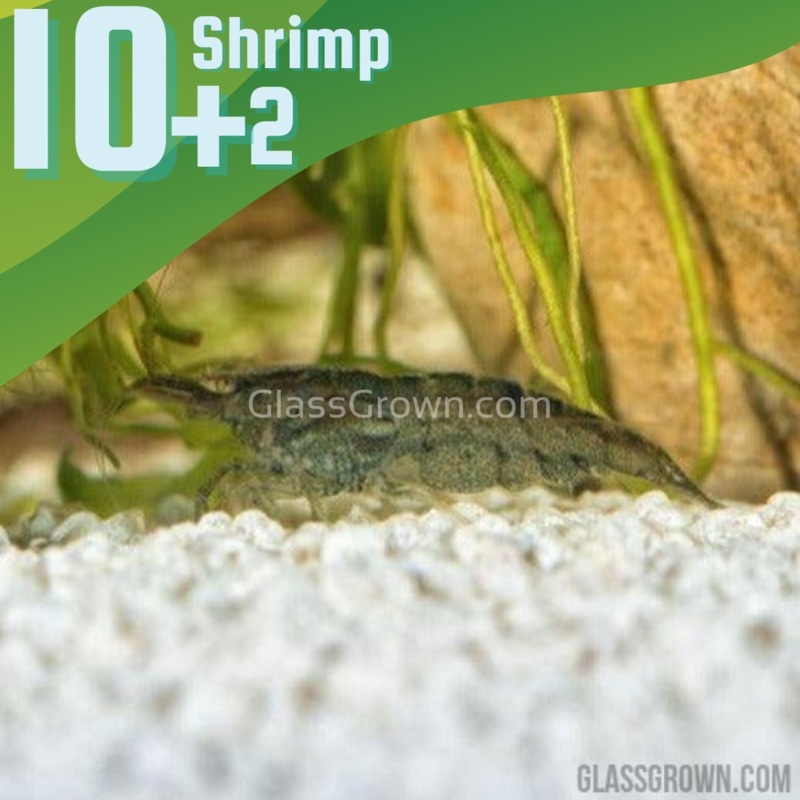 Wild Type Dwarf Shrimp 10+ Pack 10x