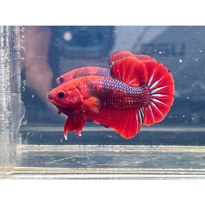 * Betta * Red Fancy HMPK #P90 (Actual Fish)
