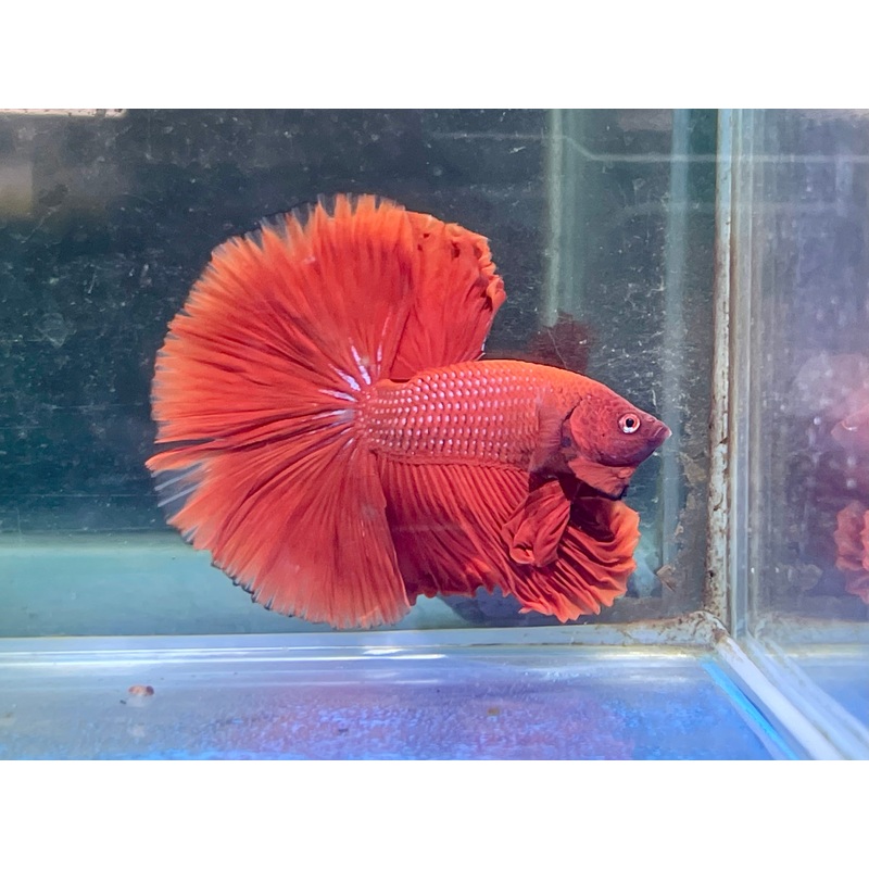 * Betta * Red HM #HM12 (Actual Fish)