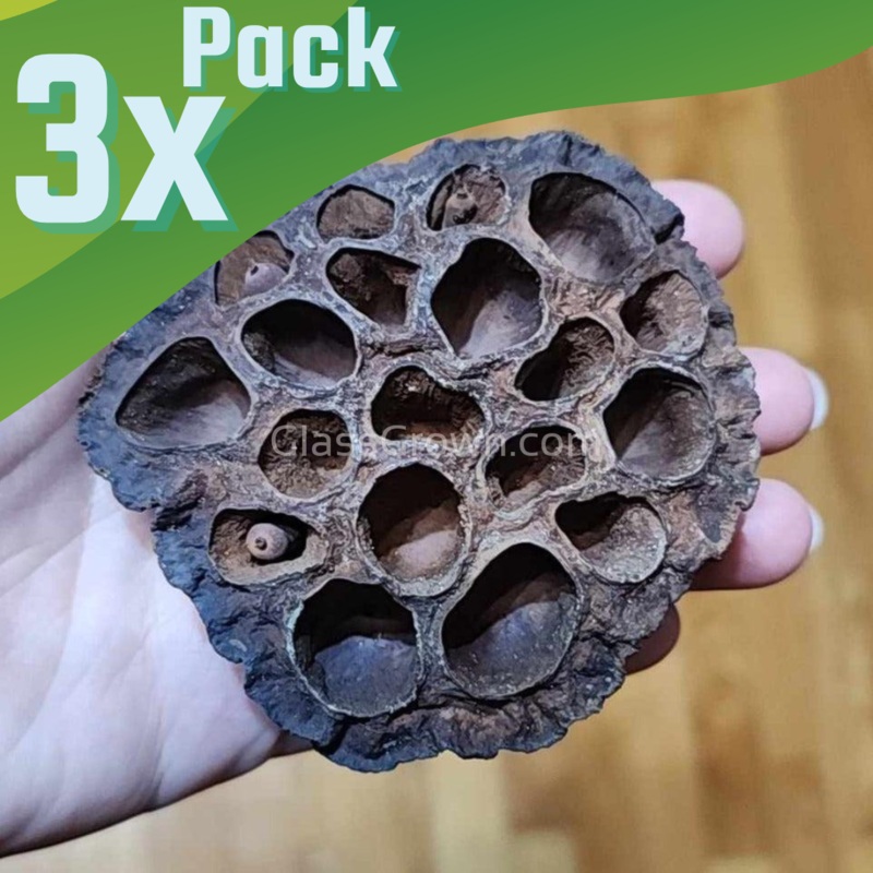 Dried Lotus Pods 3 Pack Small (Under 3″ – 3 Pack)
