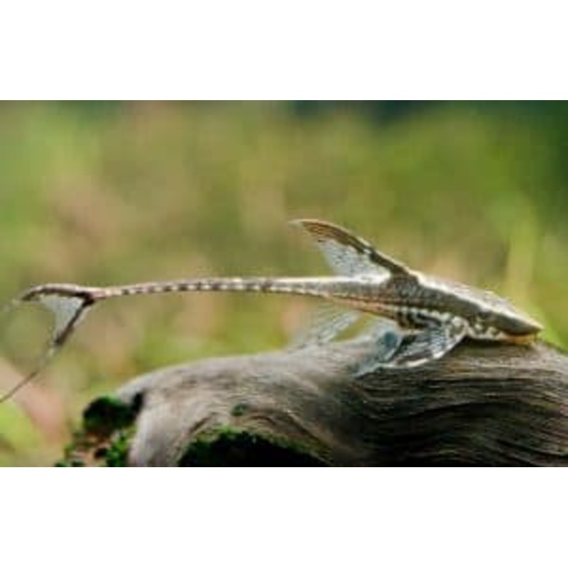 Whiptail Catfish (Farlowella)