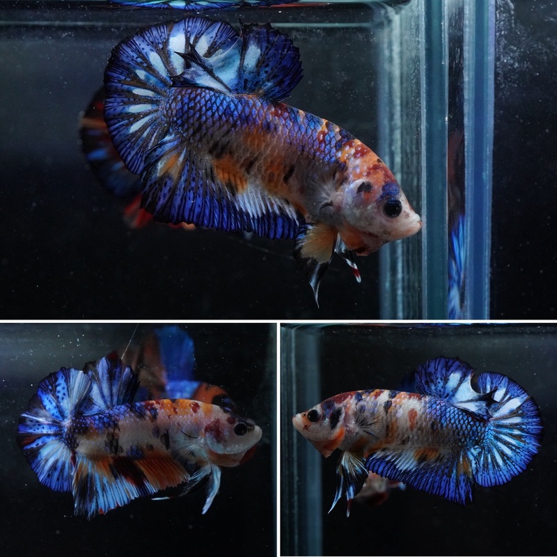 #5 (New Arrival) Blue Base Koi Male Star Tail Plakat Betta Fish – High Quality Live Aquarium Male Betta Fish