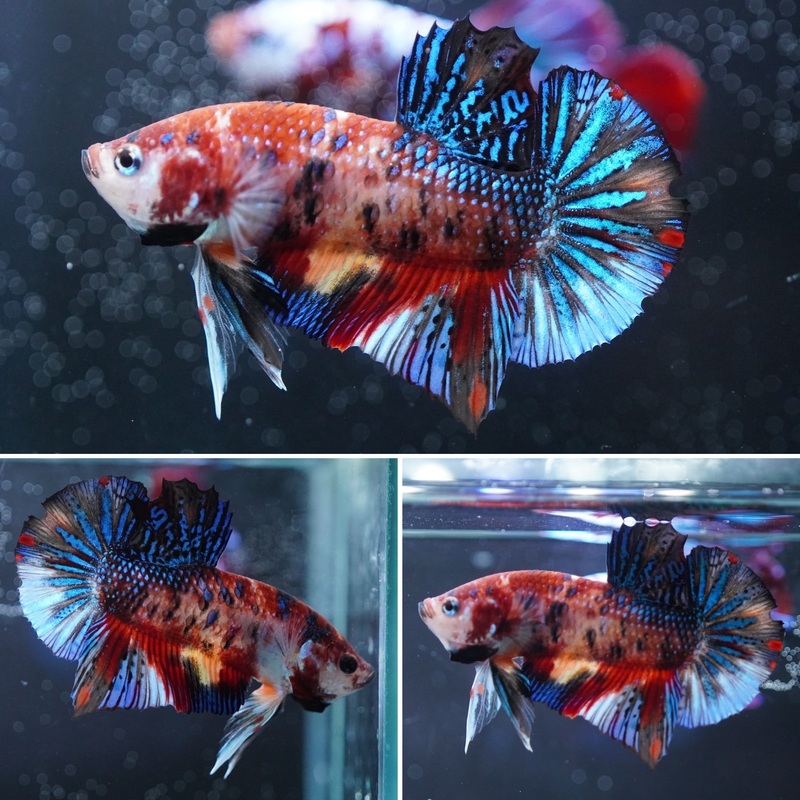#5 (New Arrival) Multi-Color Canday Nemo Galaxy Tail Plakat Betta Fish – High Quality Live Aquarium Male Betta Fish