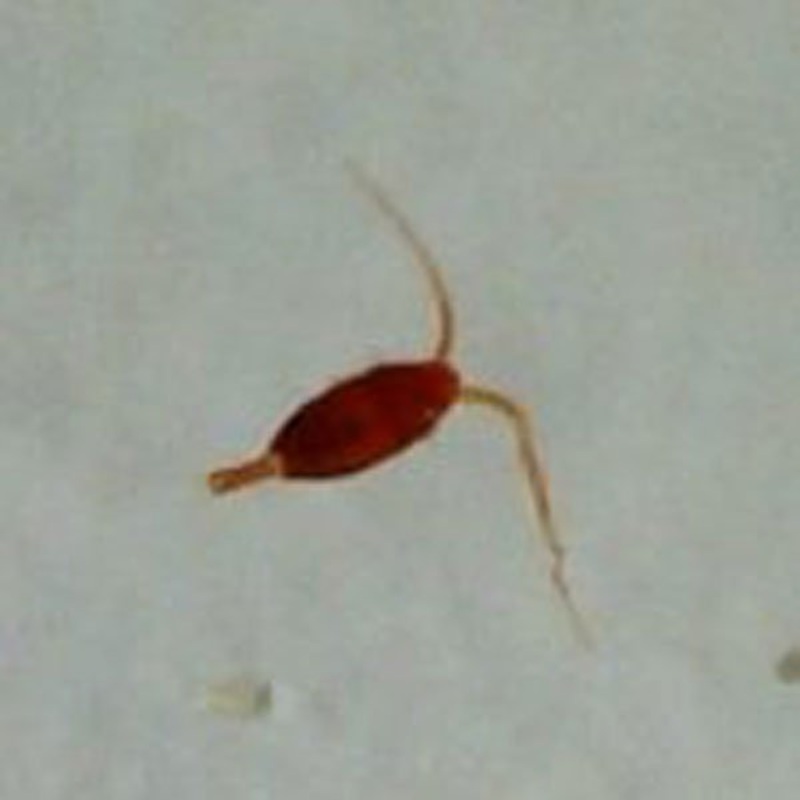 Australian Red Desert Copepods | Aquaria | Buy Here