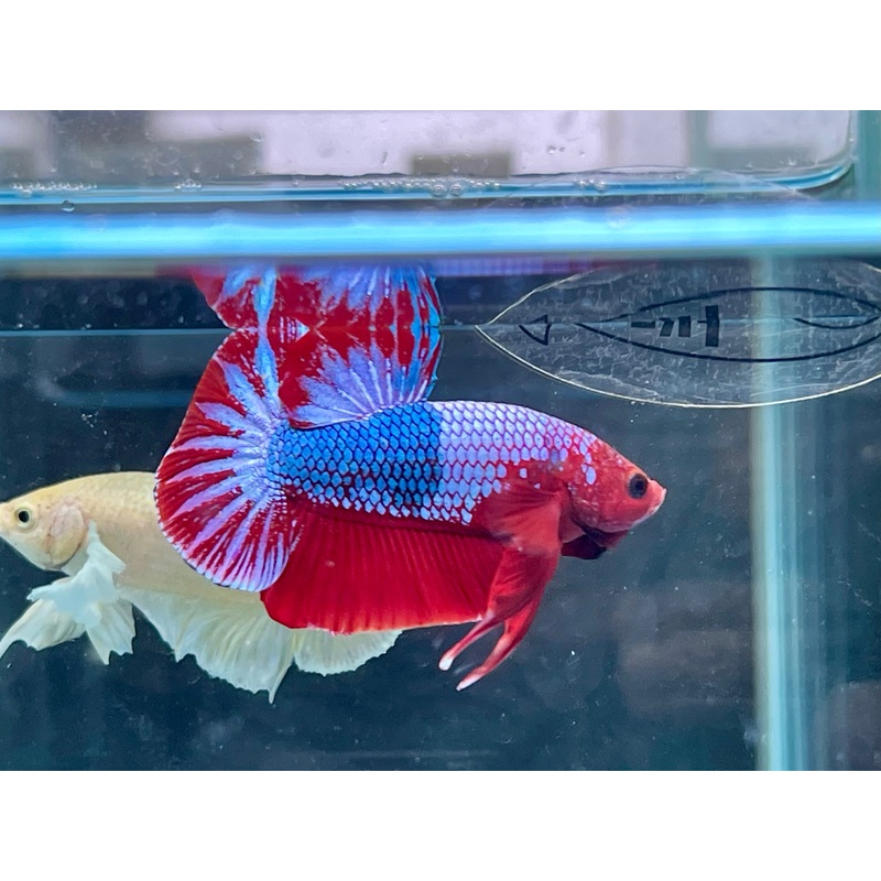 * Betta * Red Hellboy HMPK #P94 (Actual Fish)