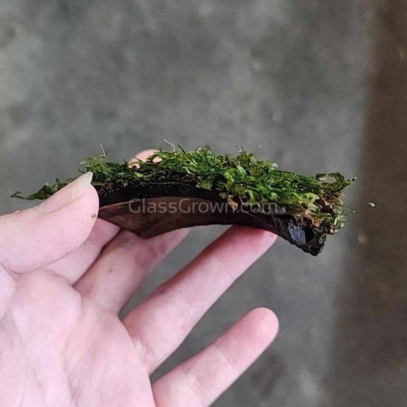Java Moss Coconut Mats