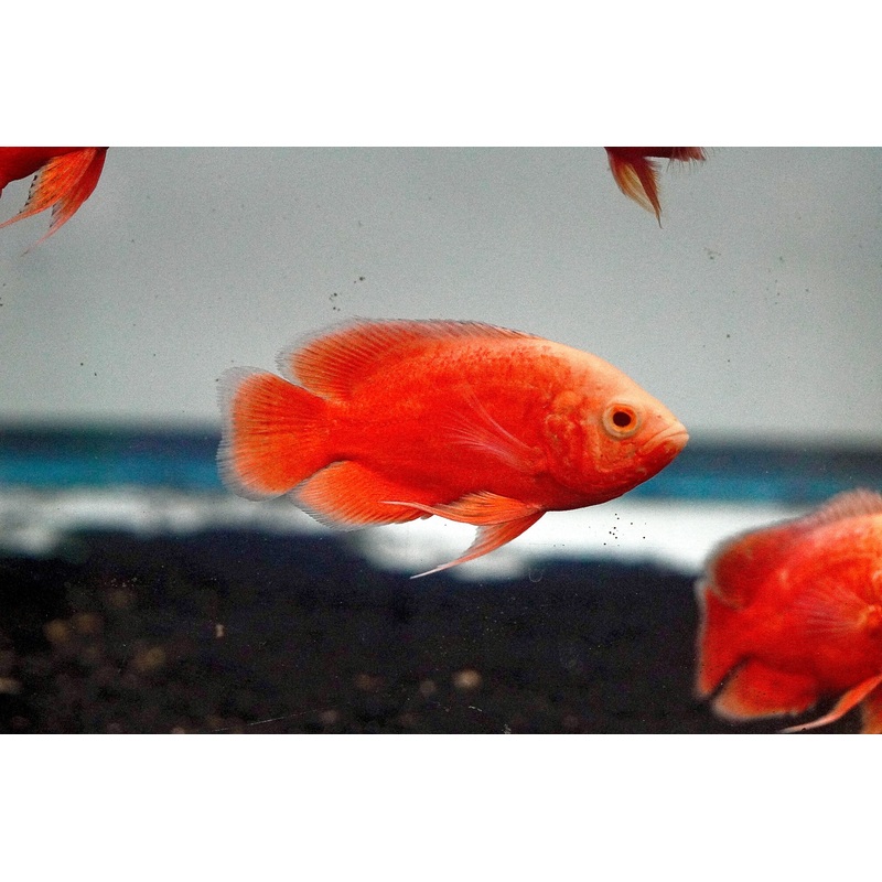 (Limited) Super Red Chili Oscar 1 Fish