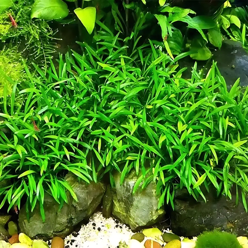 ADA IC093 Cryptocoryne Parva | TC Live Plant