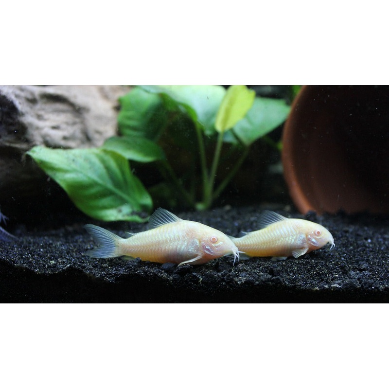 Albino Corydora 2-3CM – Home Bred