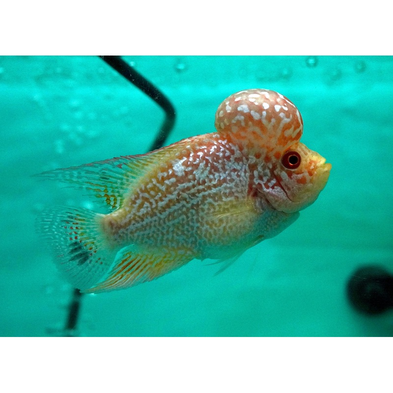 *NEW #4 Golden Base Kamfa Male Flowerhorn (Mini Size 2.5) Potential Small Kamfa