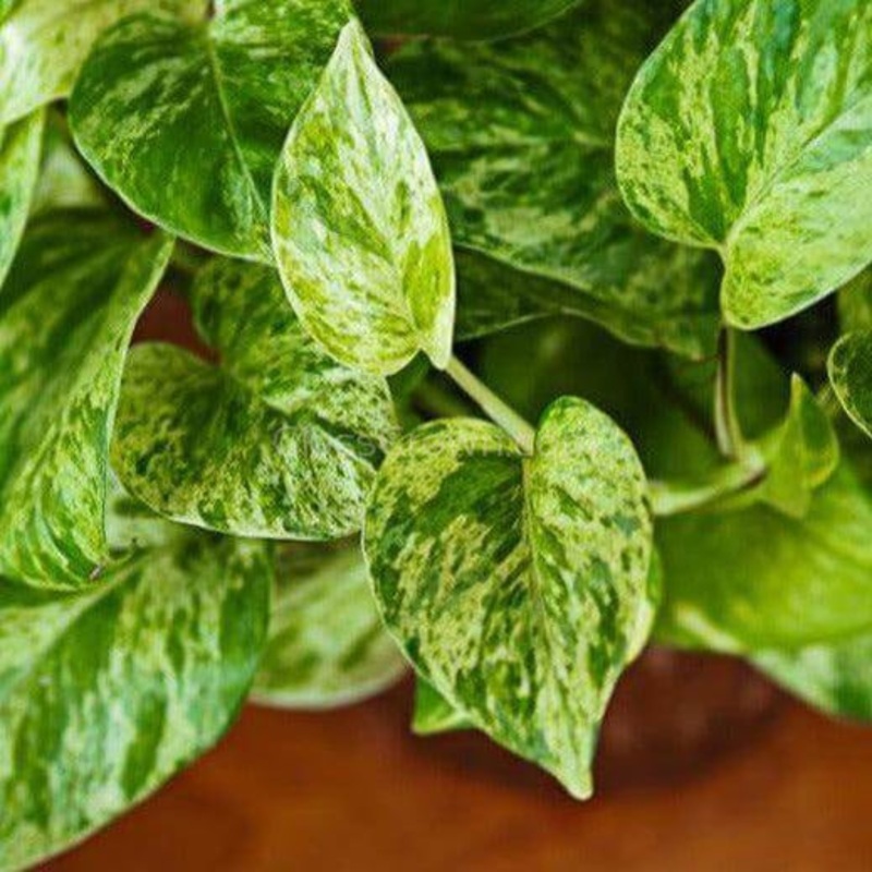 ‘Marble Queen’ Pothos Rooted Stems or Pots Single Bare-Root Stem