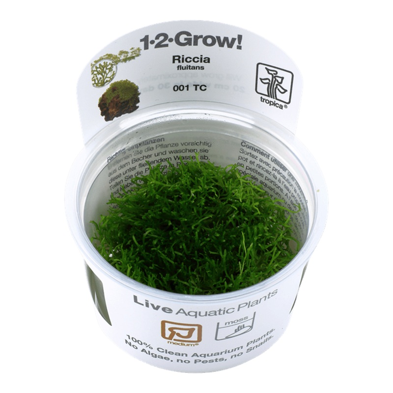 Tropica Riccia fluitans 1-2-GROW!