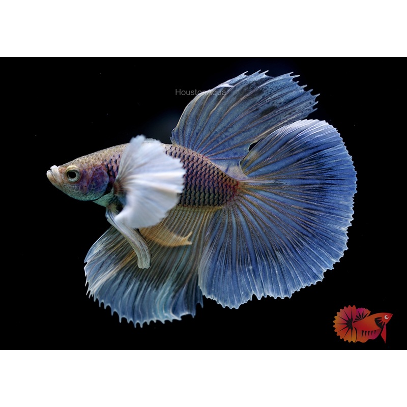 Yellow Dumbo Pineapple Halfmoon Big Ear