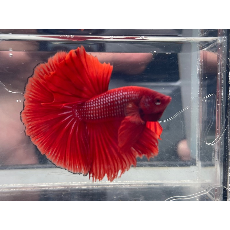 * Betta * Red HM #HM25 (Actual Fish)