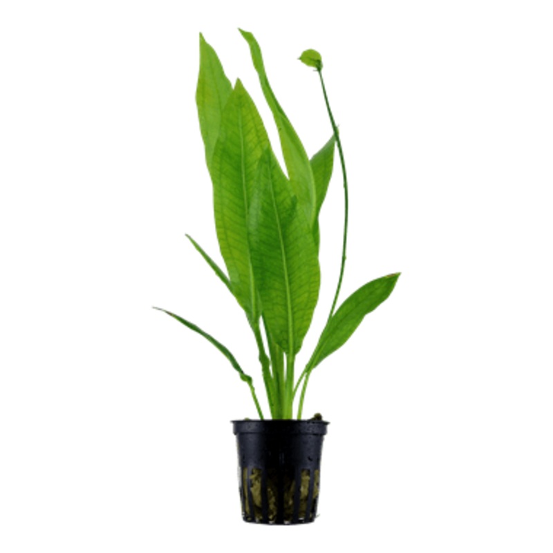 Tropica Echinodorus ‘Bleherae’ in Pot