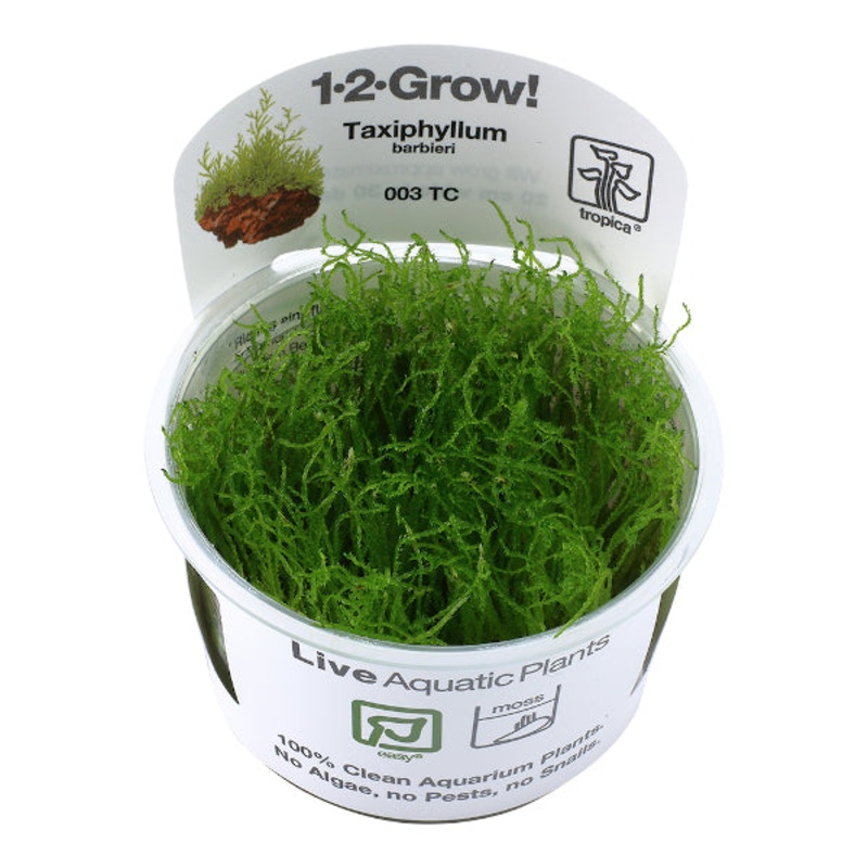 Tropica In Vitro 1-2-grow! Taxiphyllum barbieri